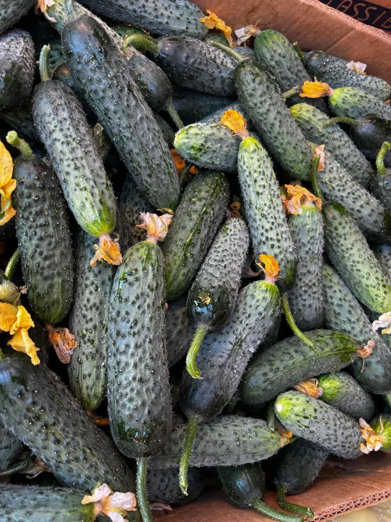 Результати врожайності системи очищення (фільтру) води зворотного осмосу для тепличного комплексу, Покровськ